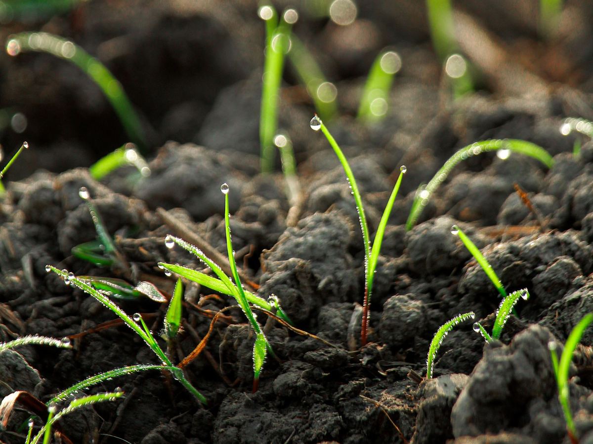 Close-up of thin green grass seedlings with dew drops growing from dark, clumpy soil
