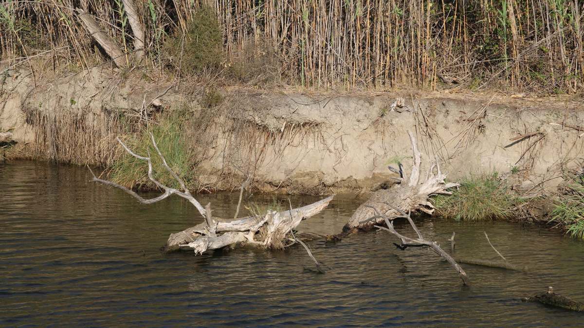 A steep, bare earth bank undercut along the edge of a slow-moving stream, with tall dry reeds on top and bleached dead branches lying in the water