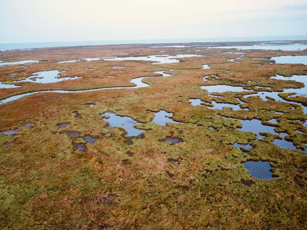 Aerial view of a coastal salt marsh with low reddish-green vegetation cut by winding channels and pools of water, and the ocean on the horizon