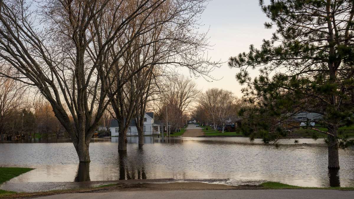 Floodwater covers a residential street and yards, with bare trees and a pine standing in the water and houses in the background at dusk